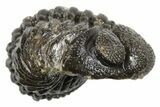 Long Partially Enrolled Morocops Trilobite - Morocco #296606-1